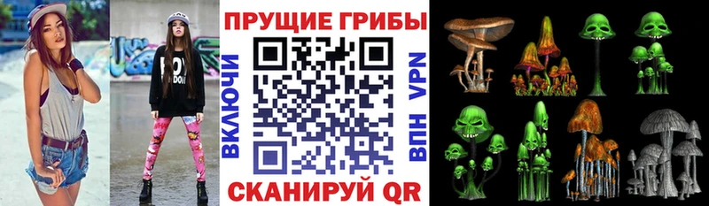 Псилоцибиновые грибы Cubensis кракен ТОР Пересвет
